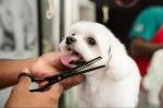 Expert Dog Grooming Services in Warsan, Dubai – Furry Babies Dubai